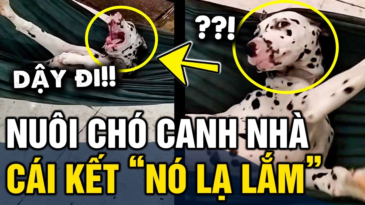 Nuôi chó để 'CANH NHÀ', ai dè sáng nào con sen cũng phải CANH NGƯỢC LẠI để 'GỌI DẬY' | Tin 3 Phút