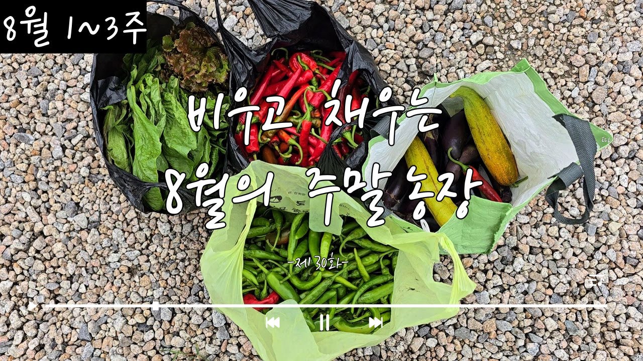 [제30화] 깻잎에 가려진 상추들 | 빈땅에 열무씨 뿌리기 | 매미소리 깃든 오이 가지 수확| 고추 오이 색이 가장 짙은 8월