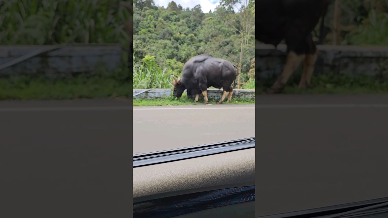 Giant Bison with big mussel😲guess the age? #bison #kodaikanal #Indian gaur