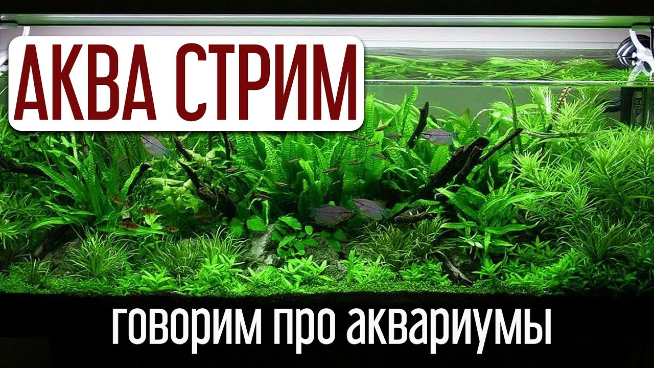 Февральский Аква Стрим. Уютные посиделки про аквариумы и ответы на вопросы.