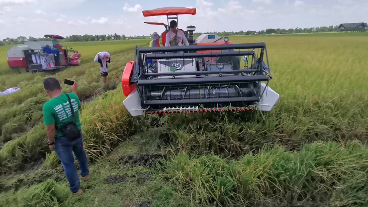 Yanmar Yh700 (70hp) Rice Combine Harvester vs Kubota DC93 (93hp)  #DERBY
