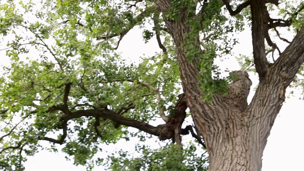 The Heritage Tree Program