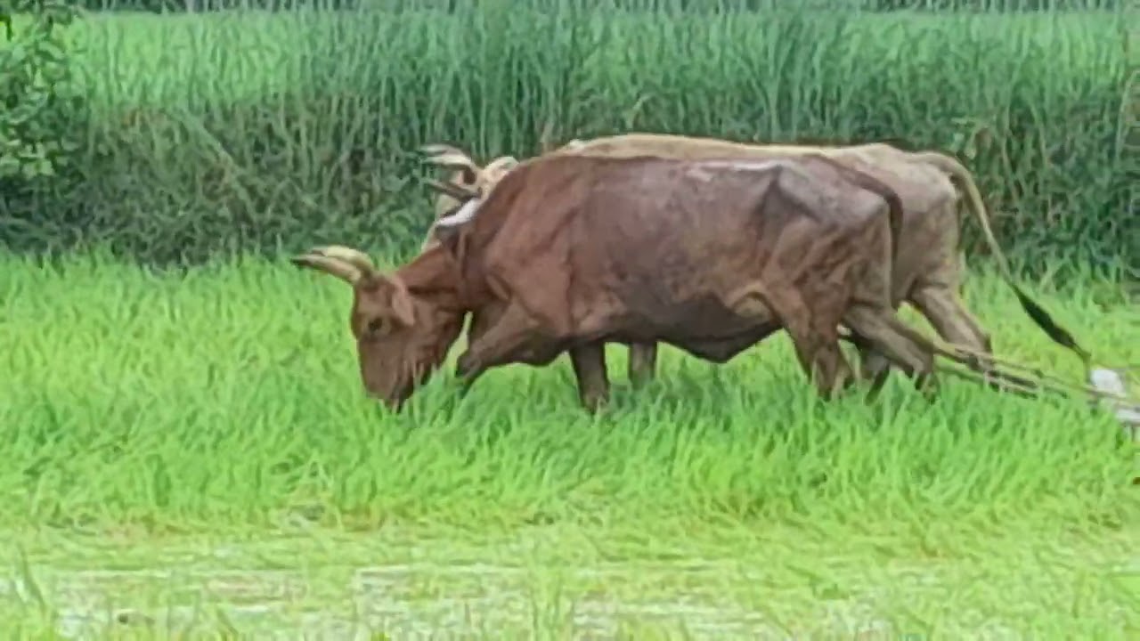 dhan bihida