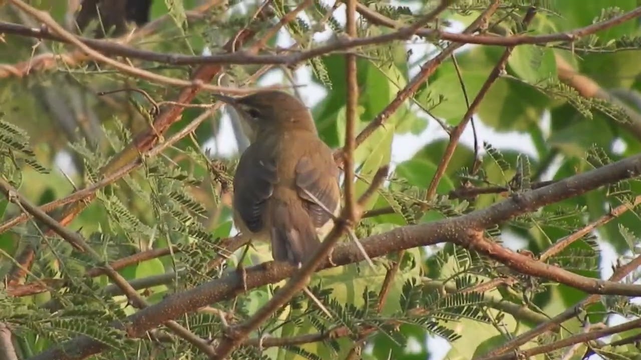 Blyths Reed Warbler