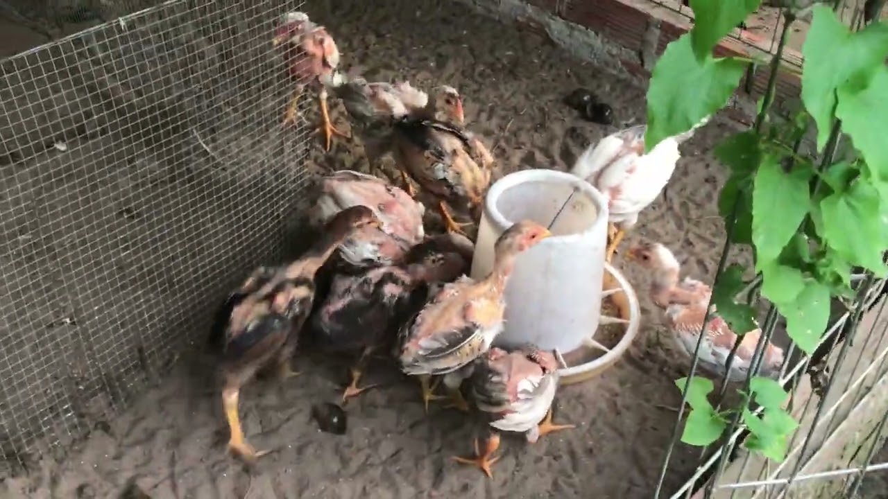 Gà con thái Mỹ  50k