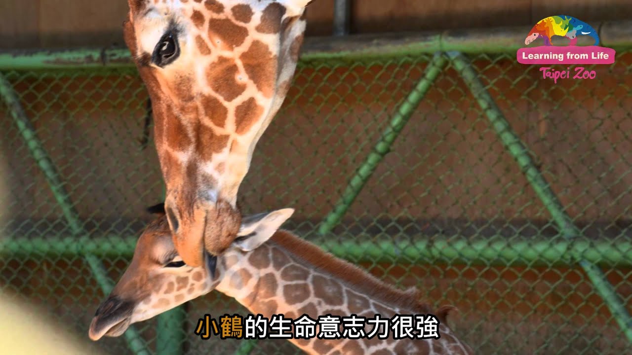 始終沒學會自主進食－長頸鹿小鶴平靜離世 Rest In Peace of Baby Giraffe