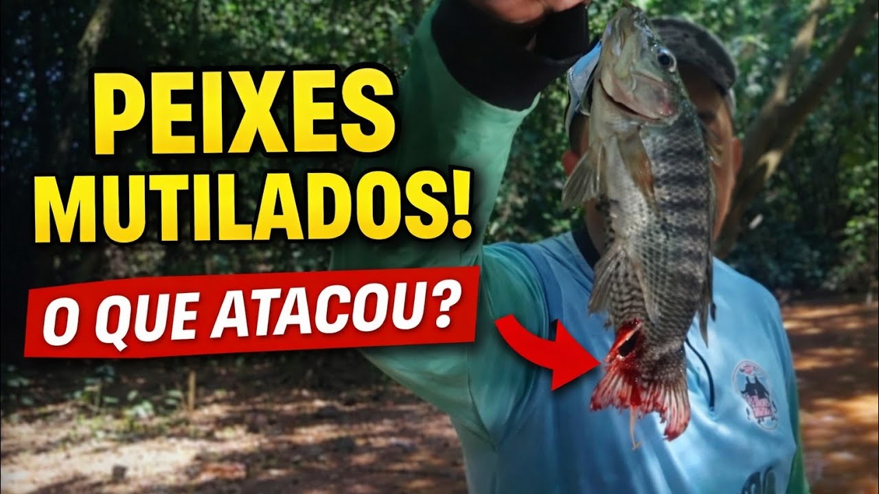 Nunca vimos isso! O que atacou essas tilápias?