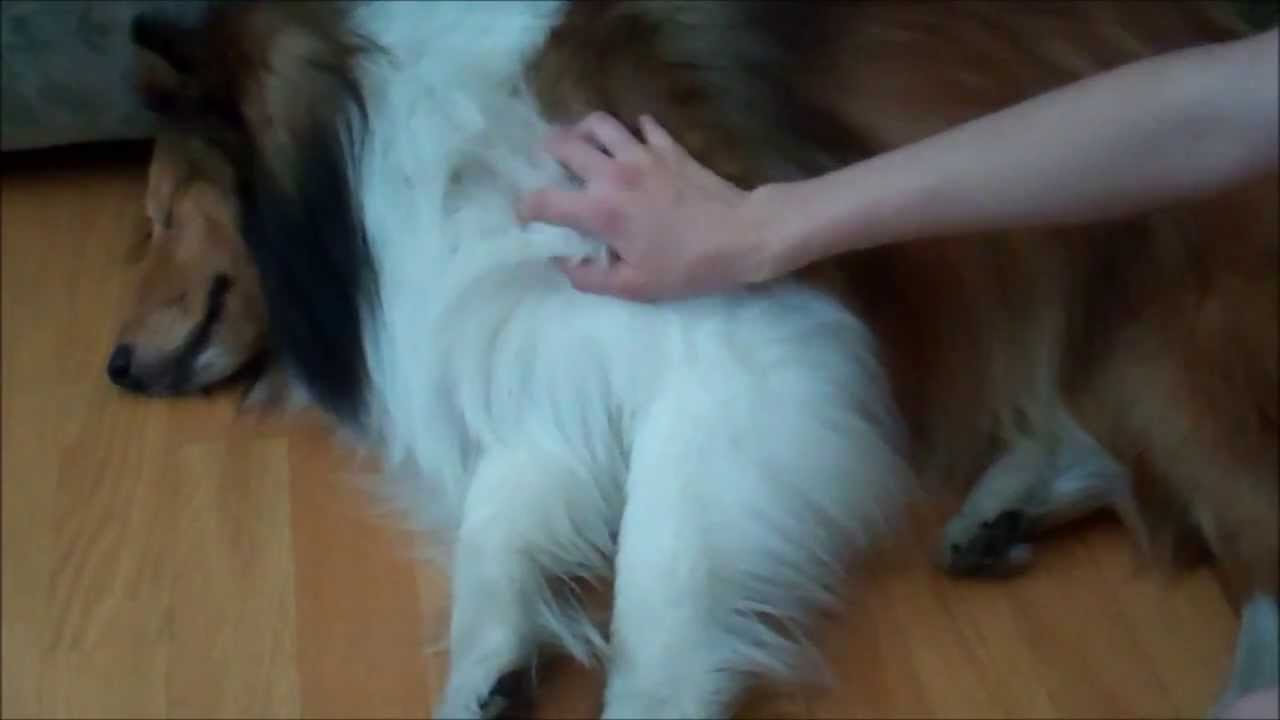ASMR: Brushing and Petting a Beautiful Dog