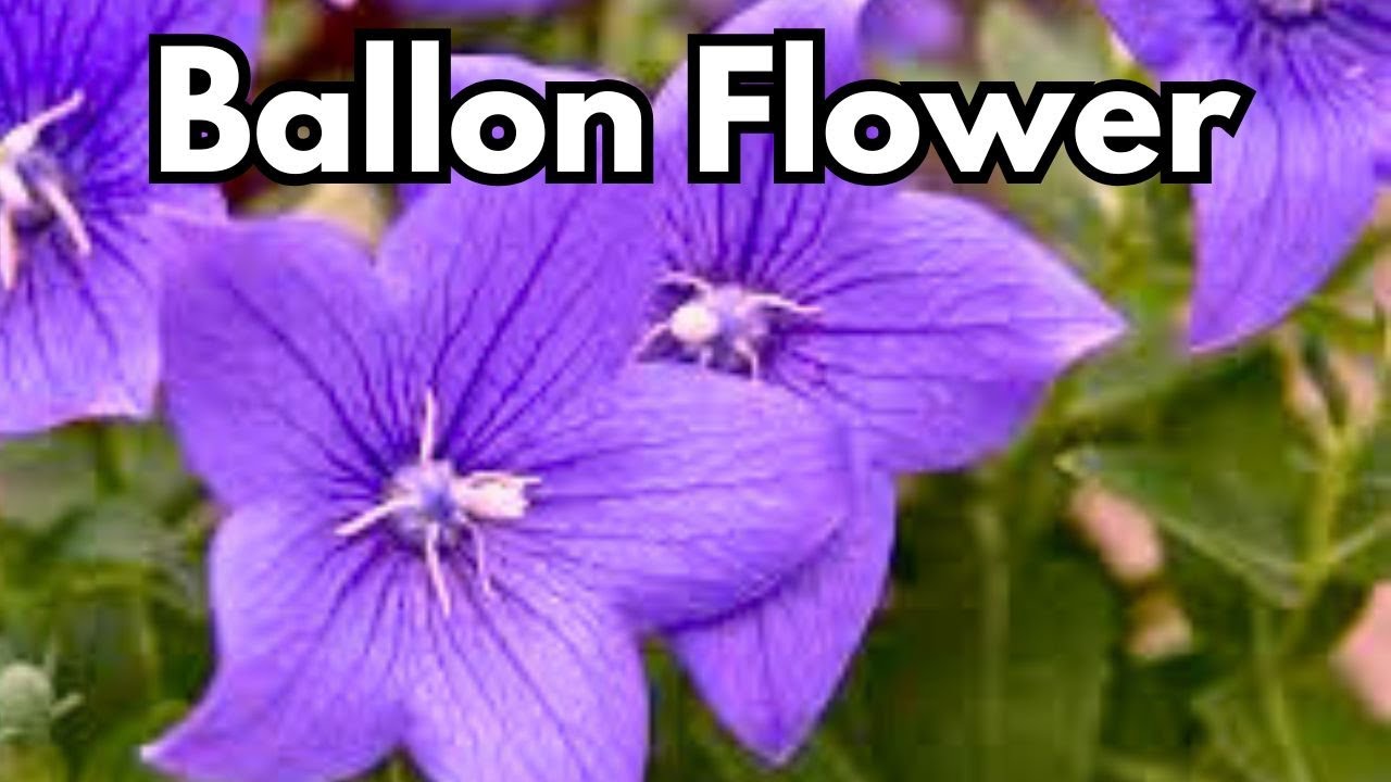 Planting Balloon Flower For Color ALL Summer Long || Budget Gardening