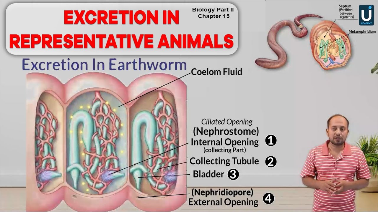 Excretion in Earthworm || Class 12 Biology || Chapter 15 || FSC Part 2 || Ucademy
