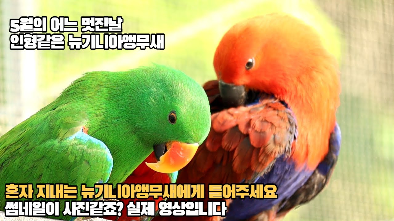 너무 이쁜 뉴기니아앵무새