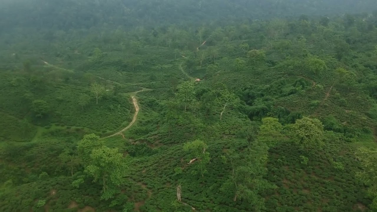 Drone videos of beautiful tea garden of Assam