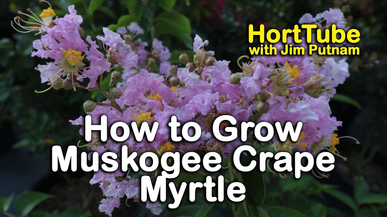 How to grow Muskogee Crape Myrtle (Light Lavender Pink Flowers)