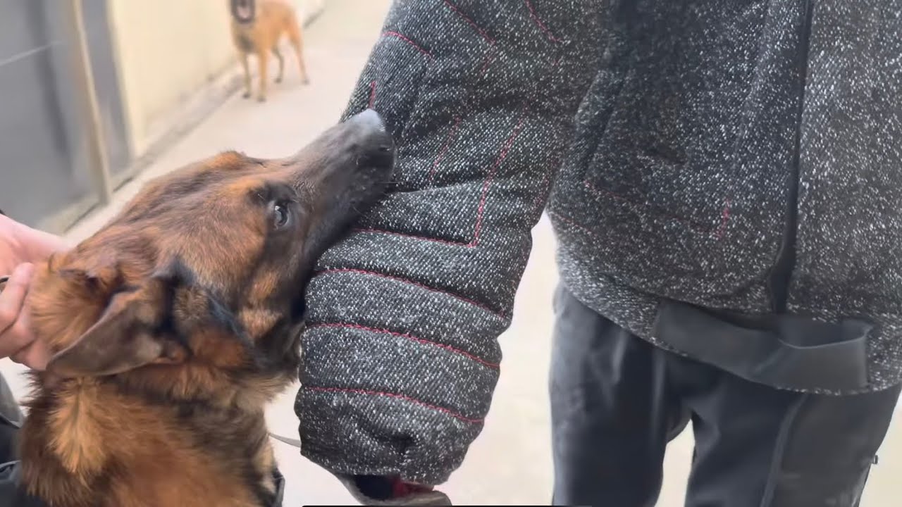 أقوى تدريبات كلاب المالينوا #k9 