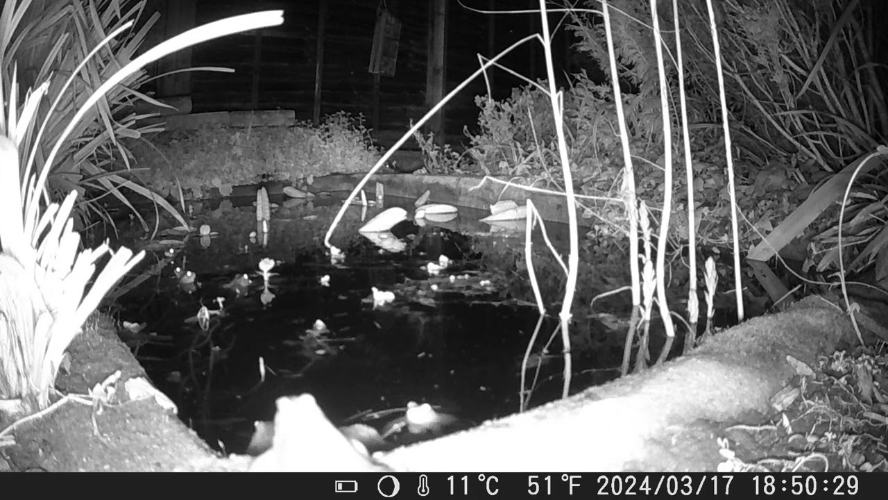 Wildlife Pond Timelapse (17/03/24)