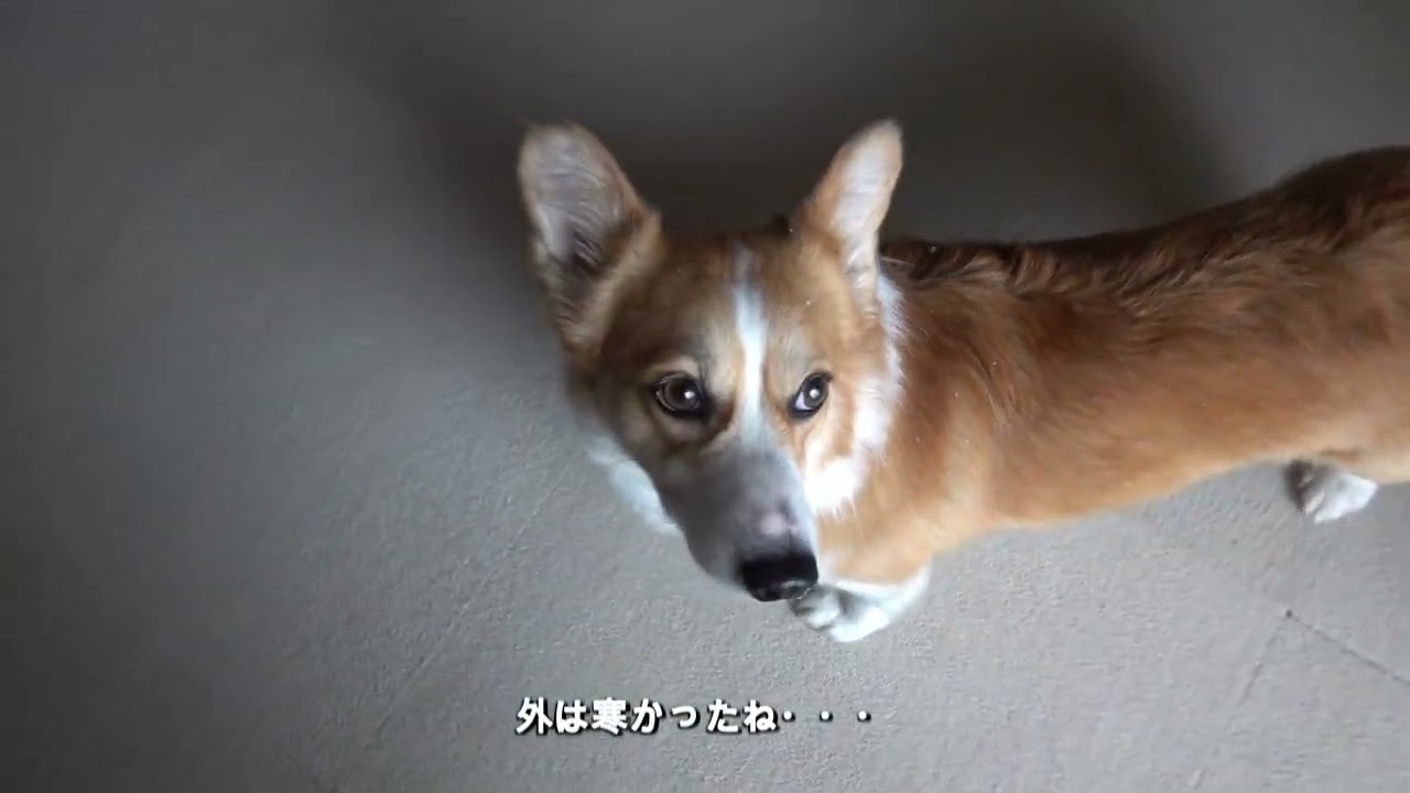 リクとまいは、週末はまた吹雪、散歩に行けずタオルで遊ぶふたり