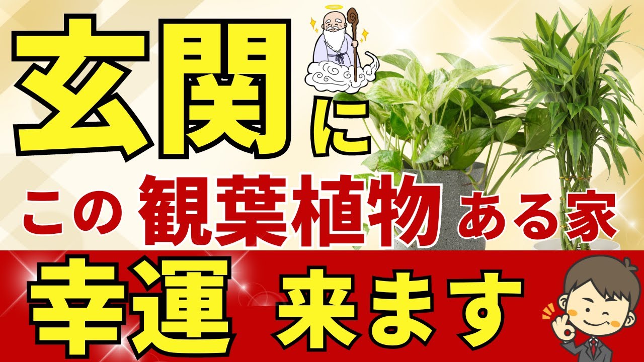 玄関に置くと幸運を招く観葉植物【最強の10種】風水アドバイザーが厳選！