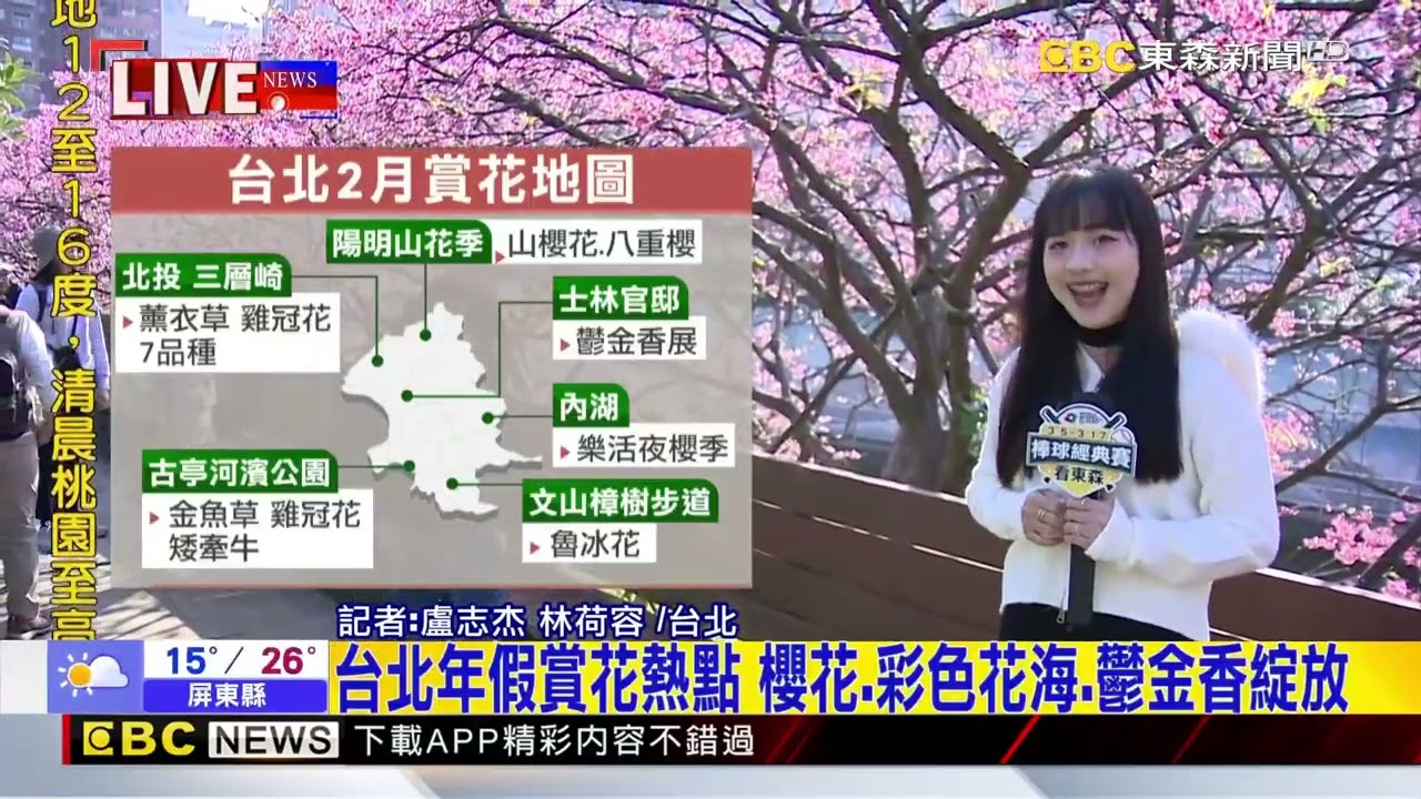 最新》浪漫！內湖夜櫻季粉紅大爆發 一早遊客嗨打卡@newsebc