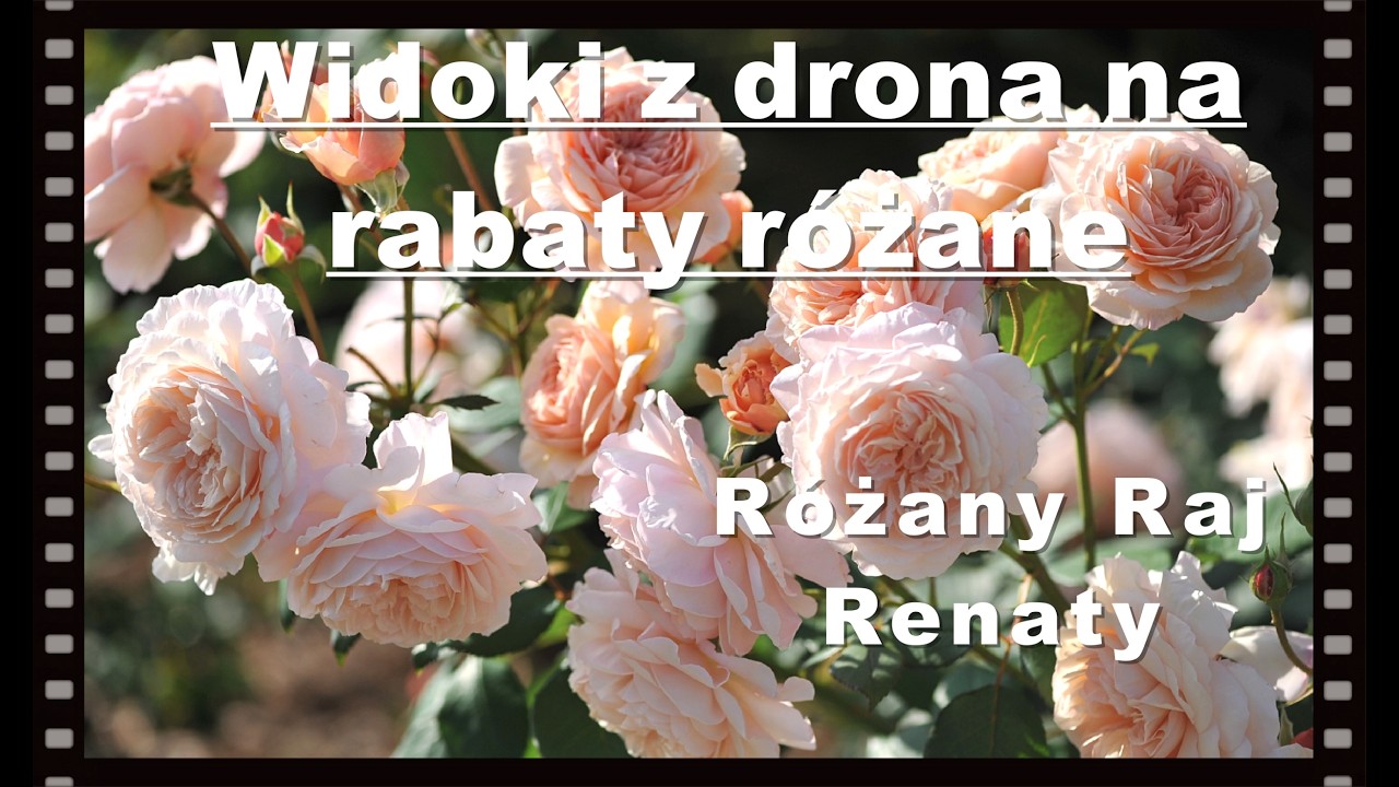 Widoki z drona na ogr&oacute;d r&oacute;żany i ujęcia z bliska...