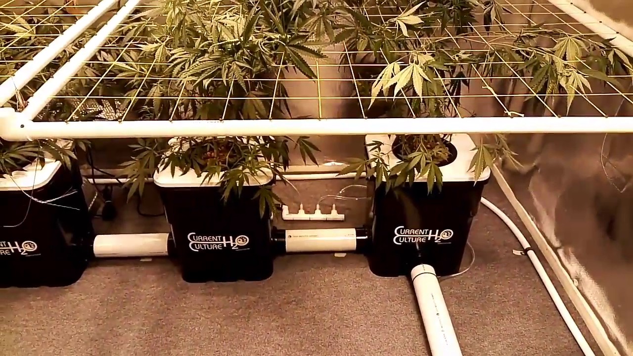 Ep2 Dwc Current Culture Challenge vs HygroHybrid