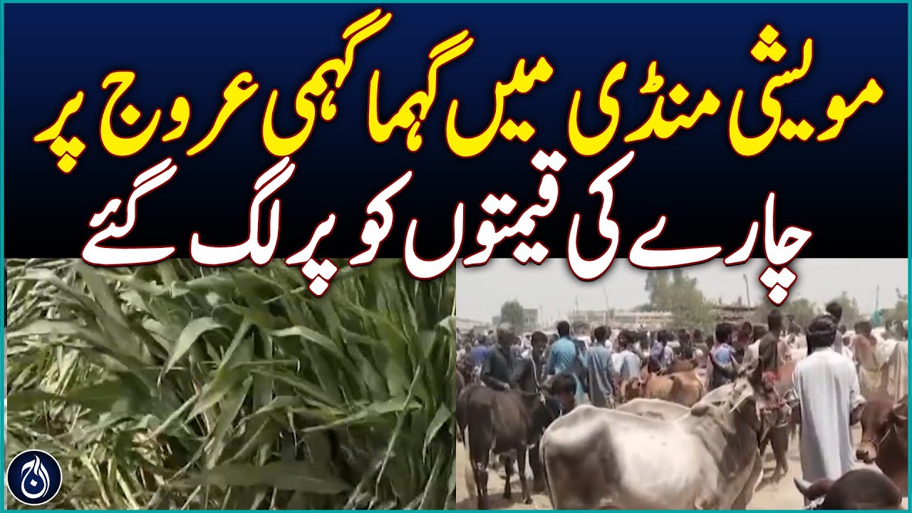 Rush Peaks at Sajawal Cattle Market Amid Rising Fodder Prices - Aaj News