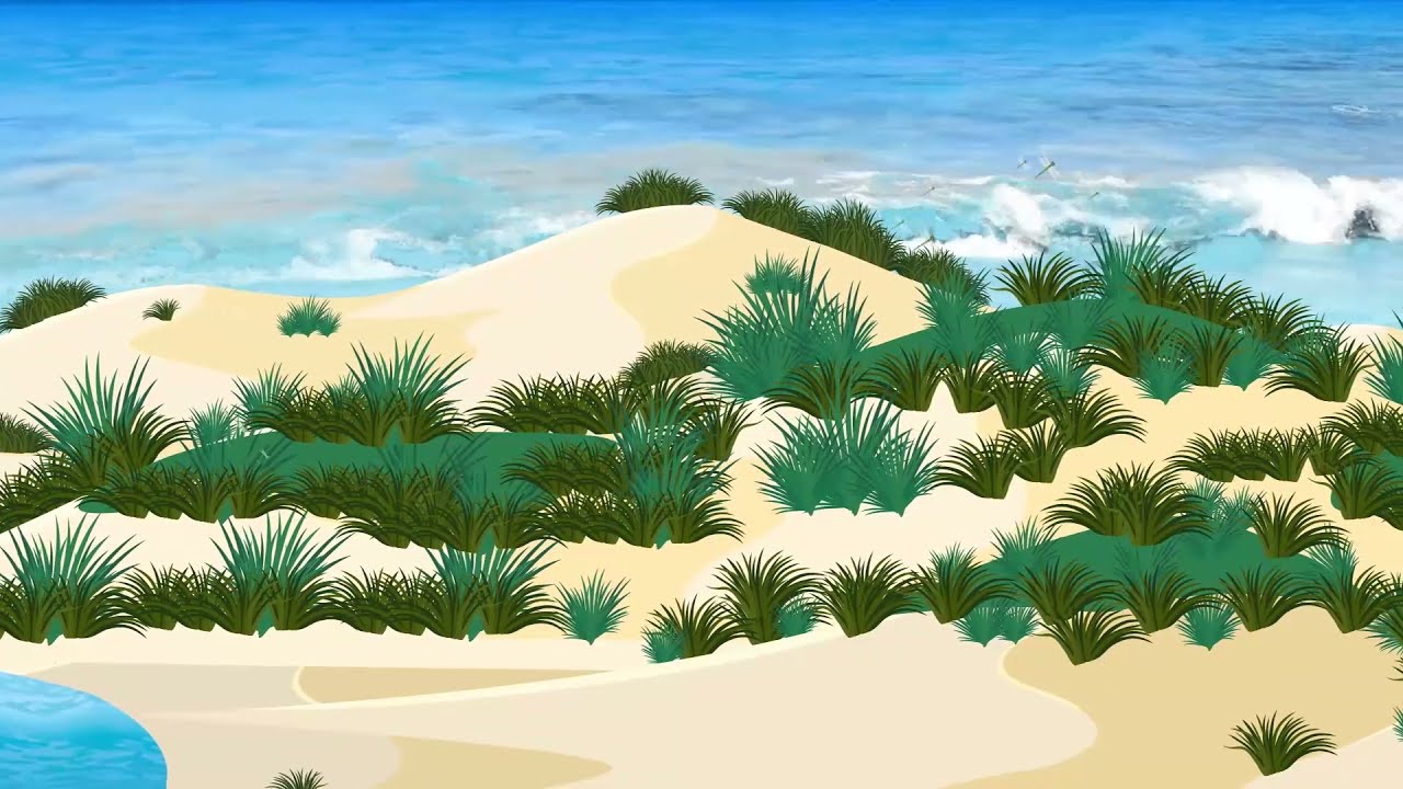 Sand Dunes: They Protect Us, Let's Protect Them