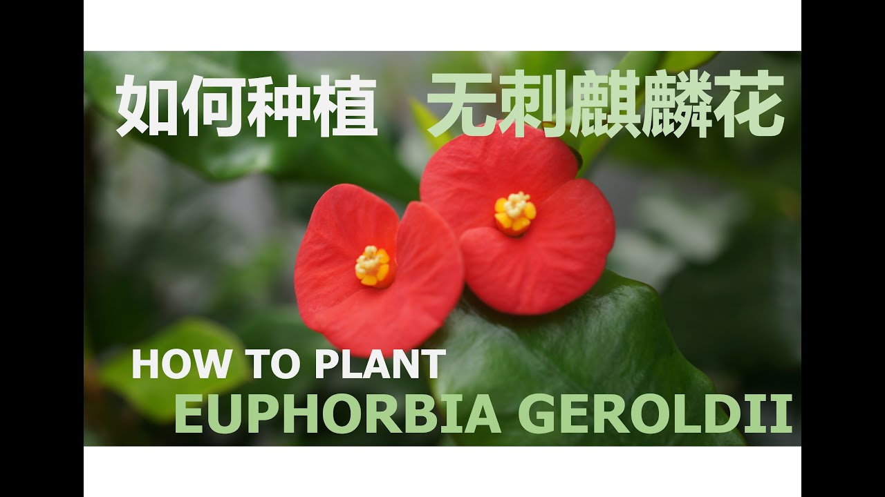 如何种植麒麟花| How To Plant Euphorbia Geroldii