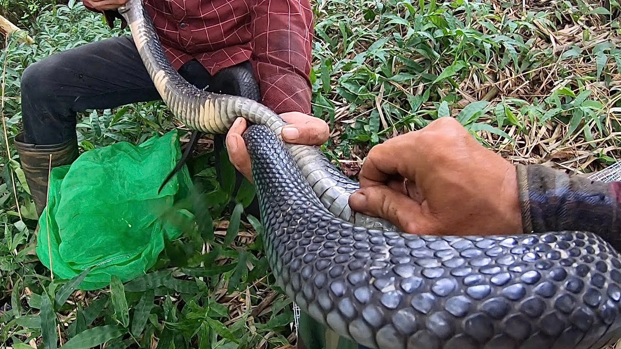 Thu Phục Con Rắn Hổ Mà Rung Hết Người