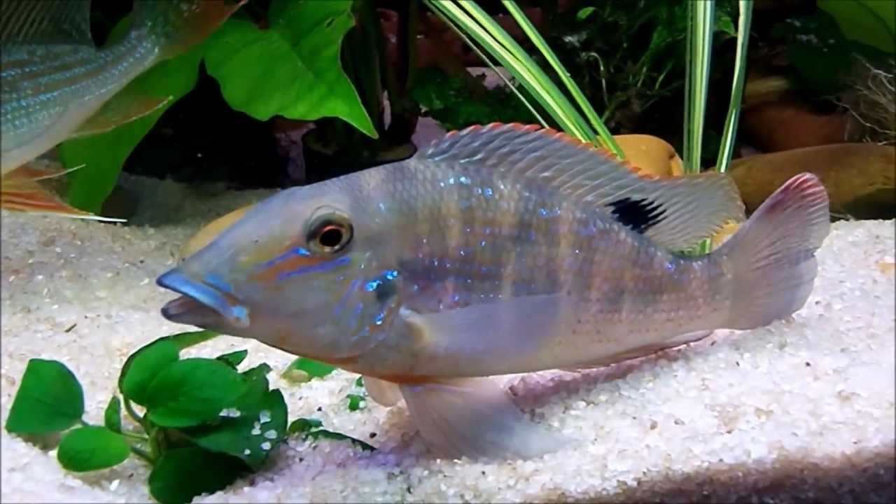 Retroculus Xinguensis & Retroculus Lapidifer