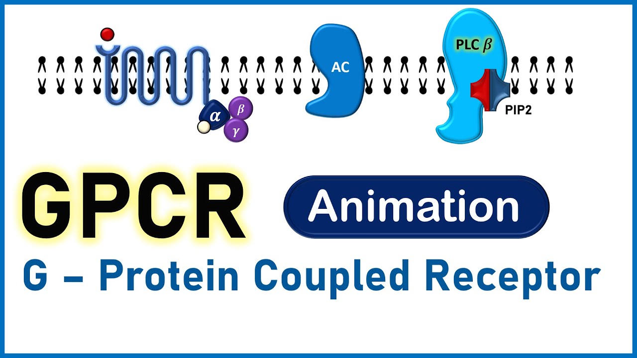 Complete Animated Video on GPCR (G Protein Coupled Receptor) - Structure, Function & Mechanism