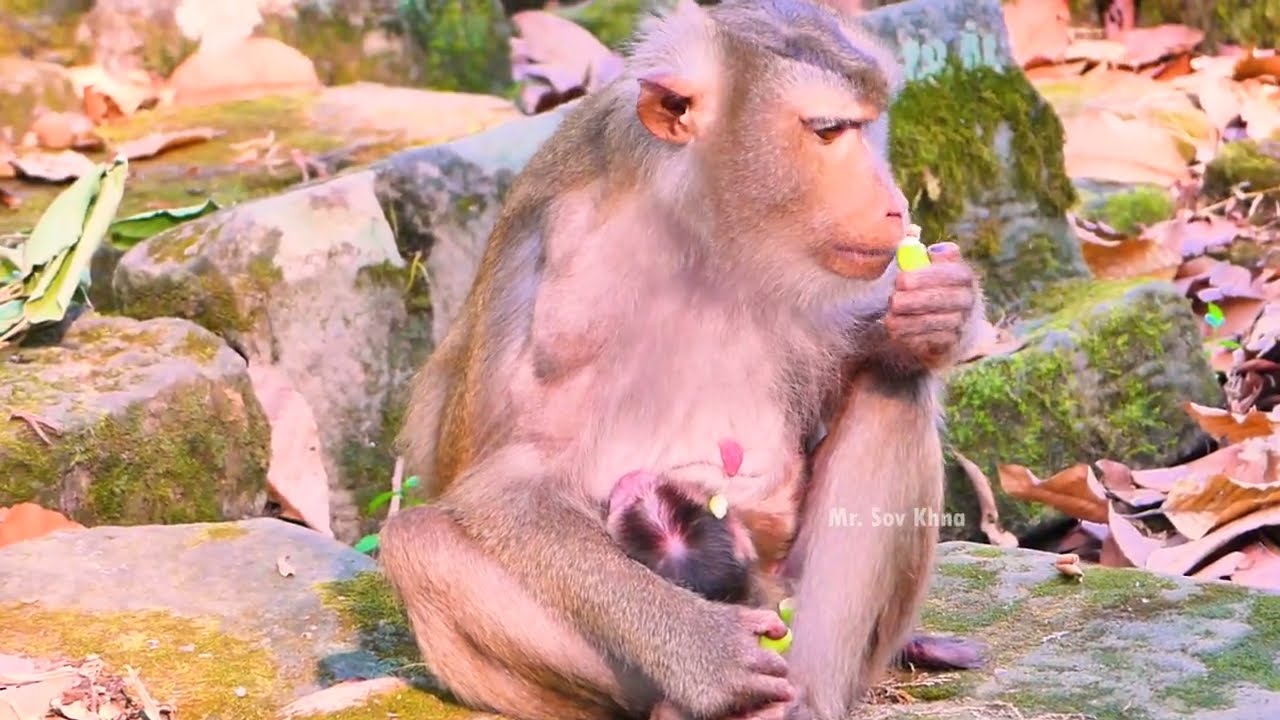 Finally, Monkey Libby gives third birth to a female baby pigtail Jan 05, 2025