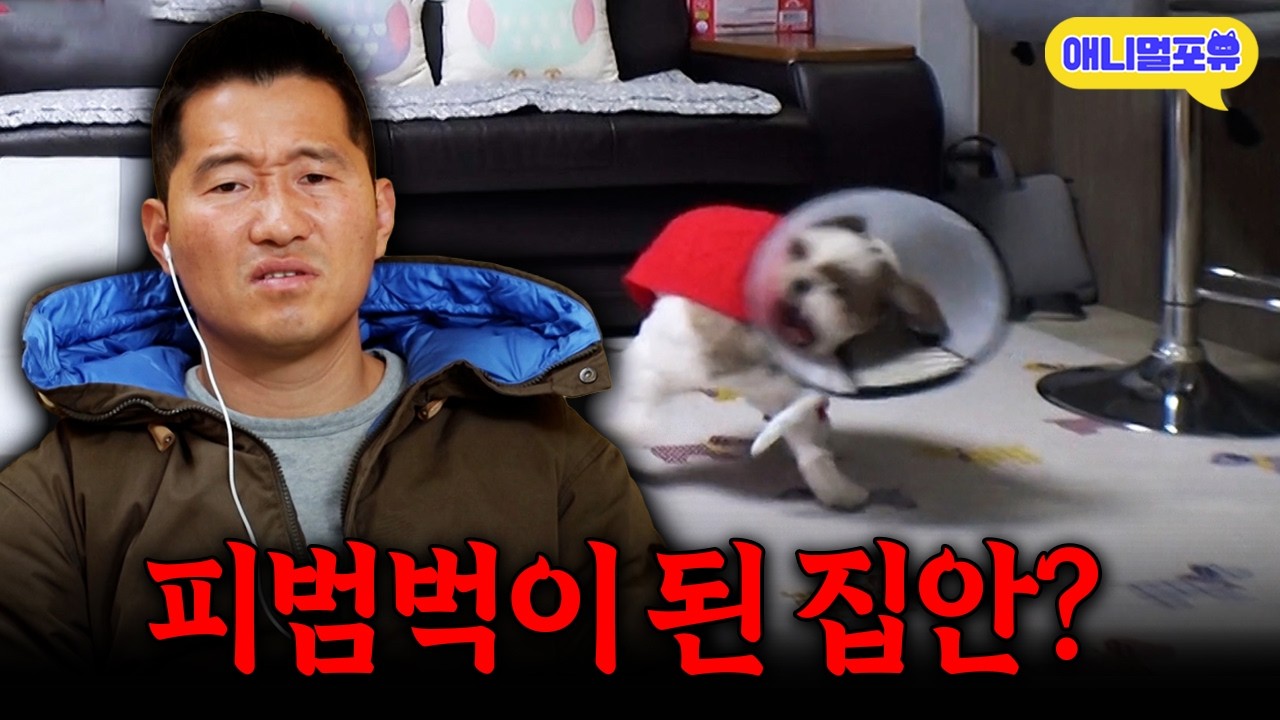 피가 날 정도로 자기 꼬리를 무는 시츄..원인은 무엇일까?ㅣKBS 개는 훌륭하다 221226 방송