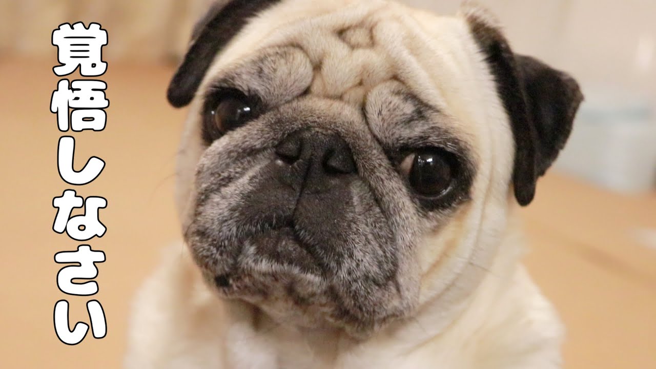 これからパグを飼いたい人必見！パグはこういう犬種です