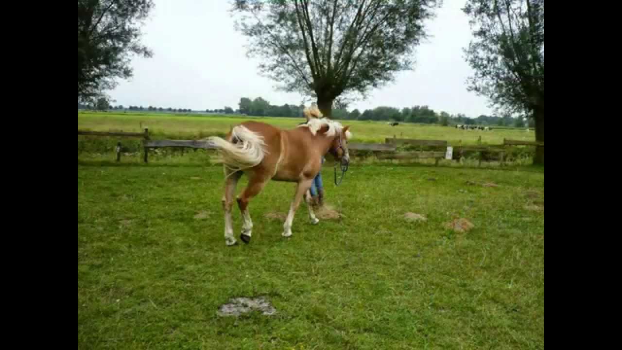TE KOOP Sporthaflinger voor springen en dressuur 8 jarige merrie