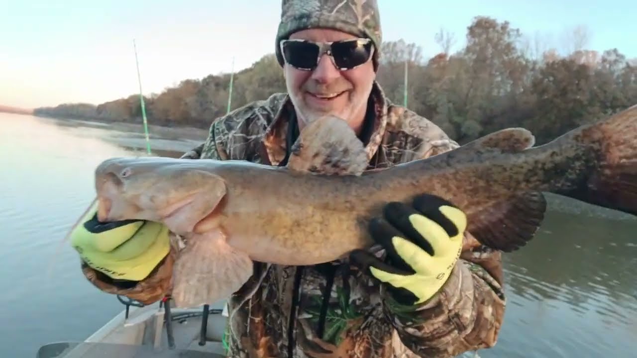 Flatheads on the Lamine River, Missouri #fishingvideo #flatheadcatfish