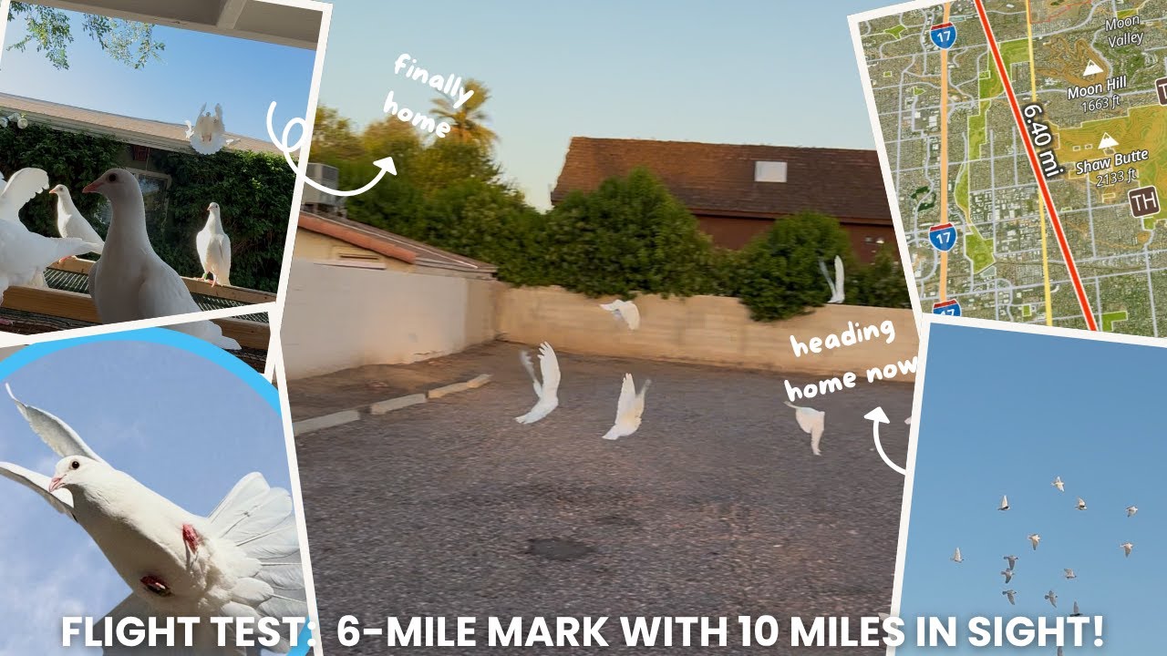 Flight Test: White Homing Pigeons Break 6-Mile Mark — 10 Miles in Sight!