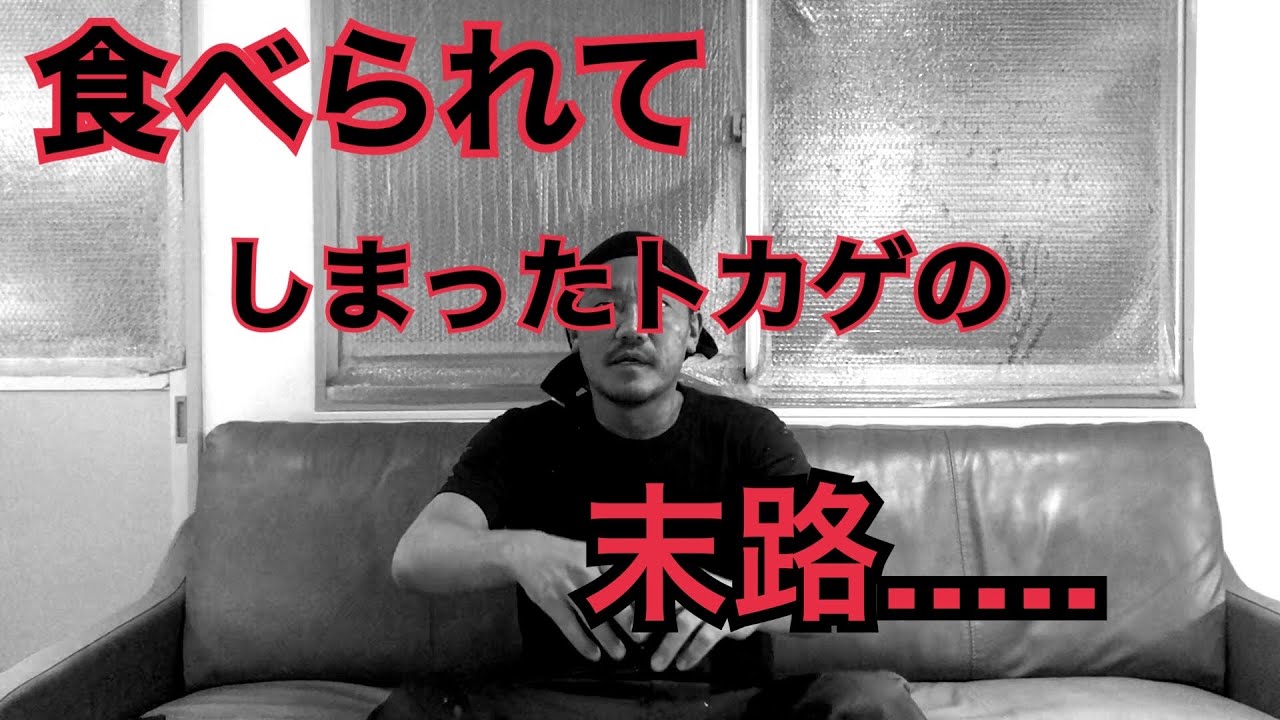 食べられてしまったトカゲの末路...  オーストラリアに住むトカゲを２匹お迎えしました！！