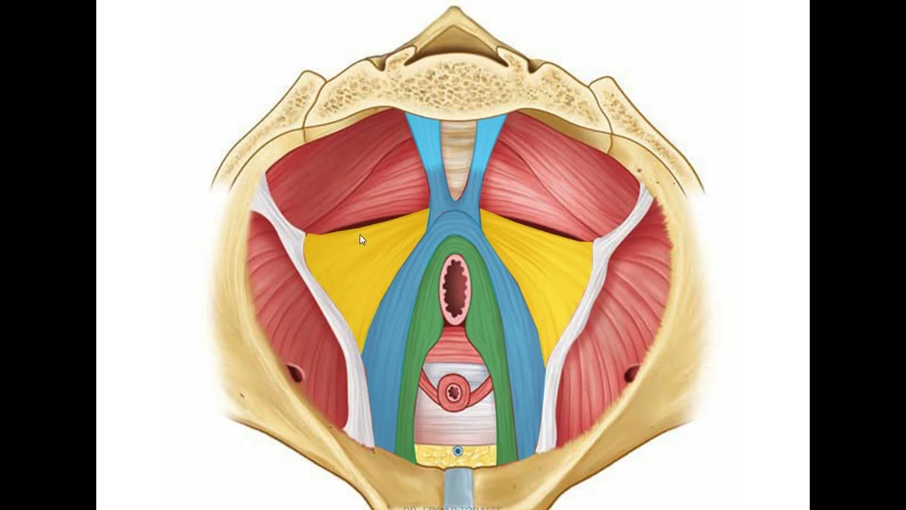 Anatomía del Diafragma pélvico y periné