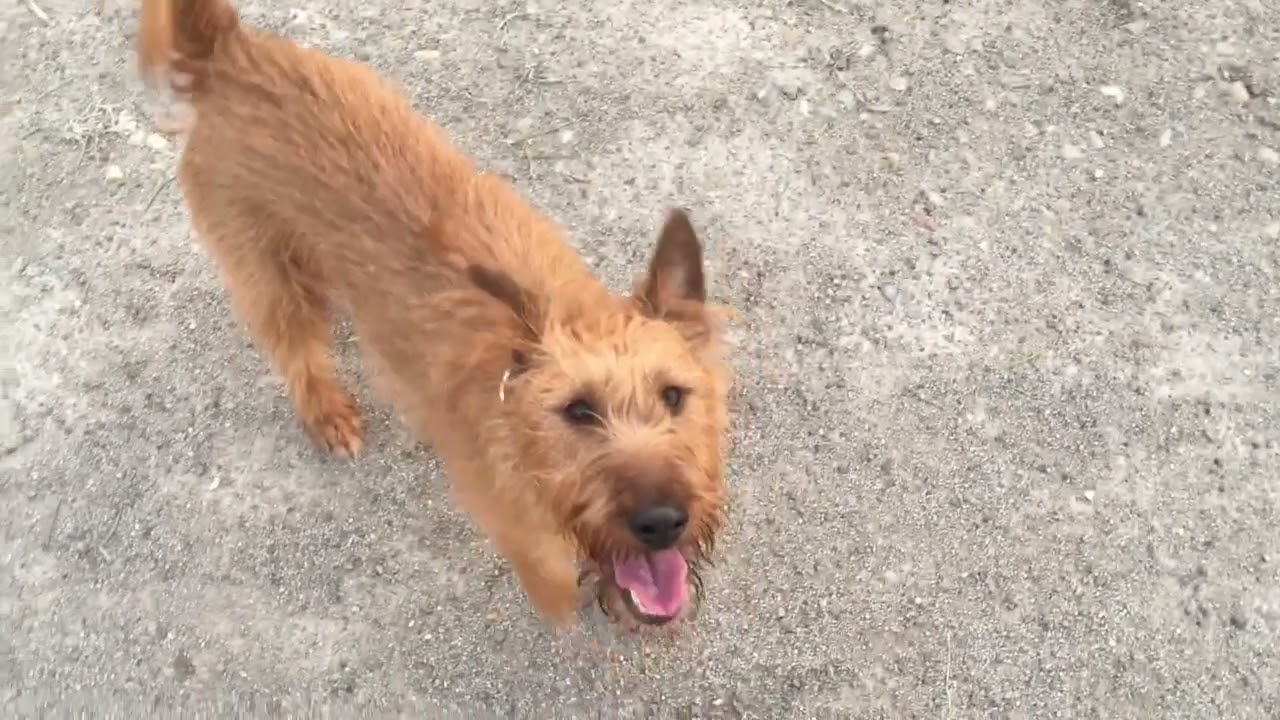 Morning walk with an Irish terrier