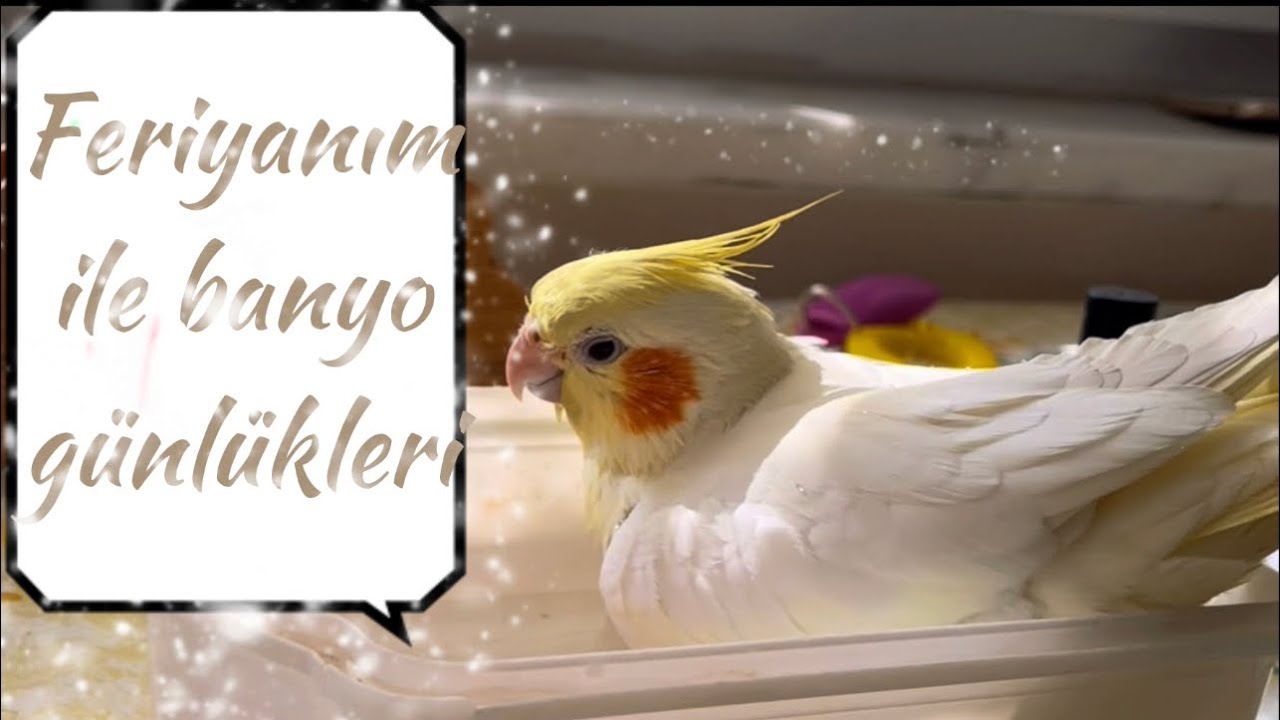 Sultan Papağanım banyo yapıyor.(Cockatiel bath time Vol2)