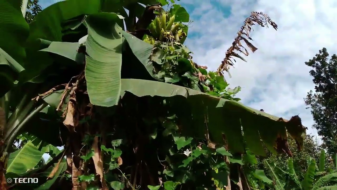 harvest  Muna ng saging na Bungulan 