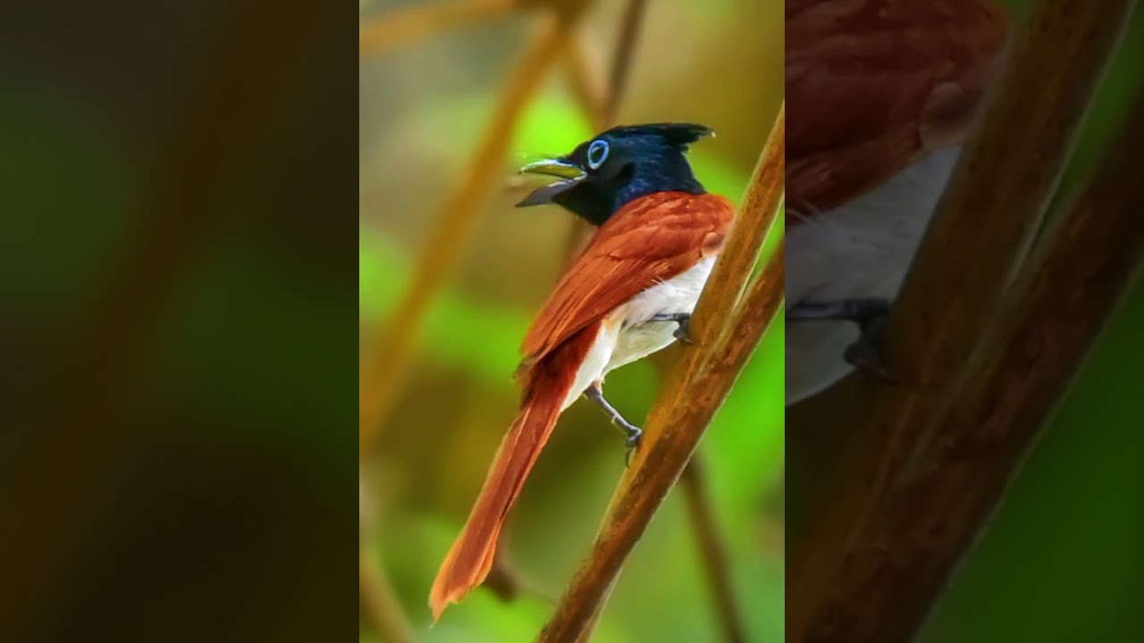 Indian Paradise Flycatcher Call