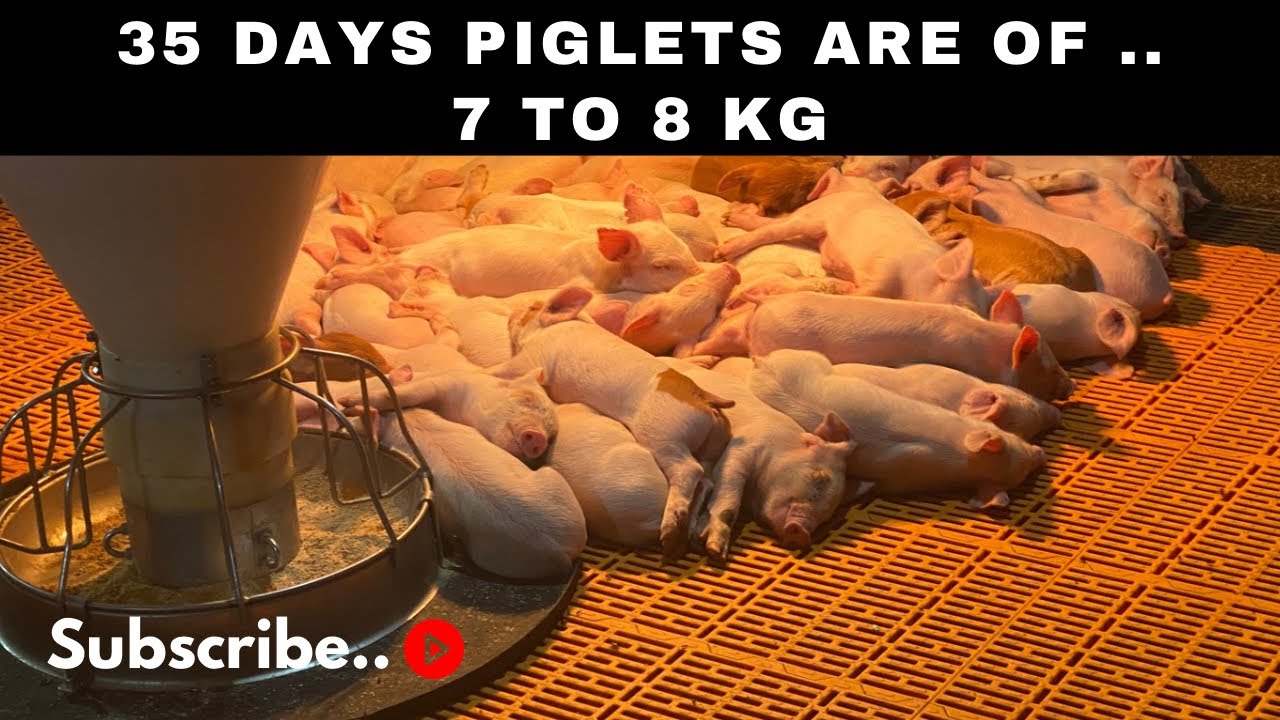 PiggyVibes is live!