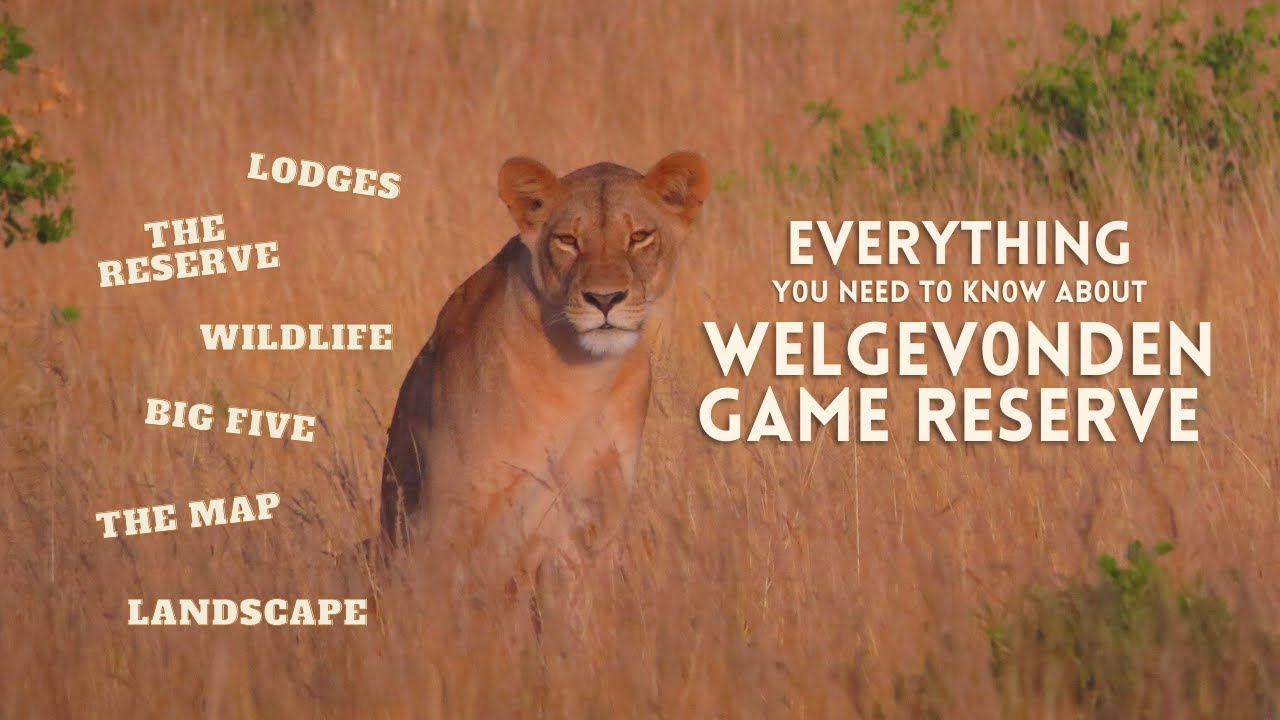 Everything you need to know about Welgevonden Game Reserve - South Africa - Big Five Reserve