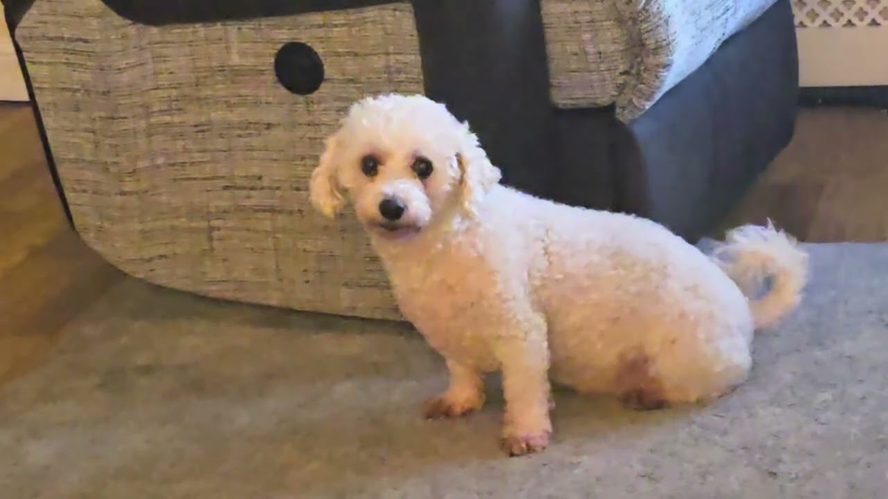 My Bichon Frise Can’t Handle Her Sister Getting Attention!