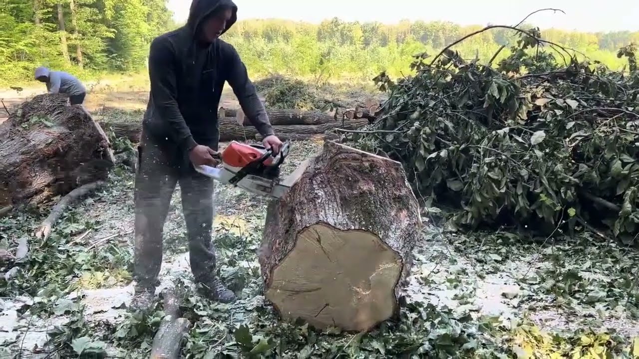Professional Chainsaw Logging at Full Capacity