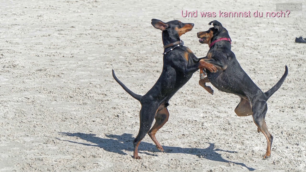 Deutscher Pinscher auf St. Peter-Ording Hundestrand