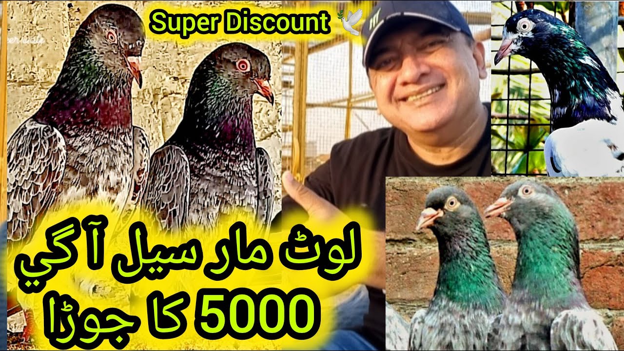 Kabootar | kabutar | kabotar | pigeon | pigeons