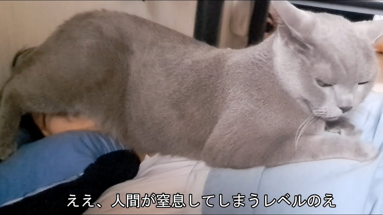 顔面の上で寝ることに決めました (すずまろ本人の解説付き)