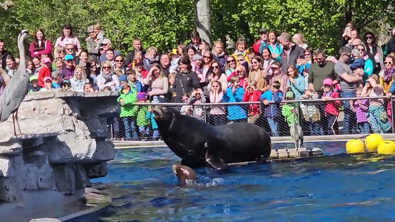 Seehunde  Show Wilhelma